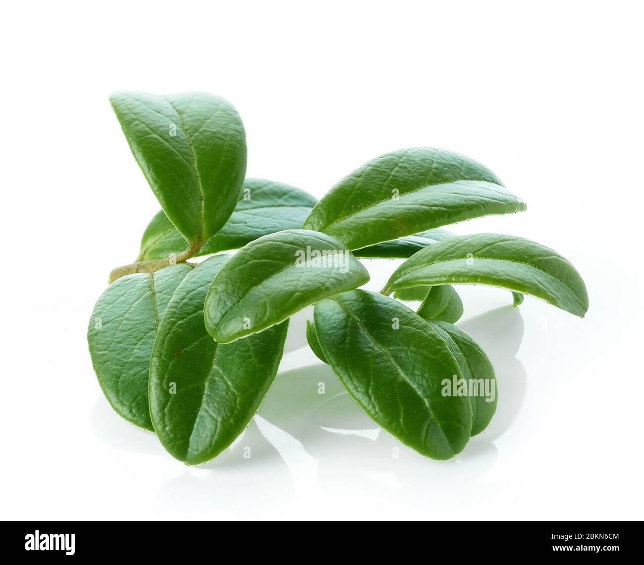fresh green lingonberry leaves isolated on white background Stock Photo
