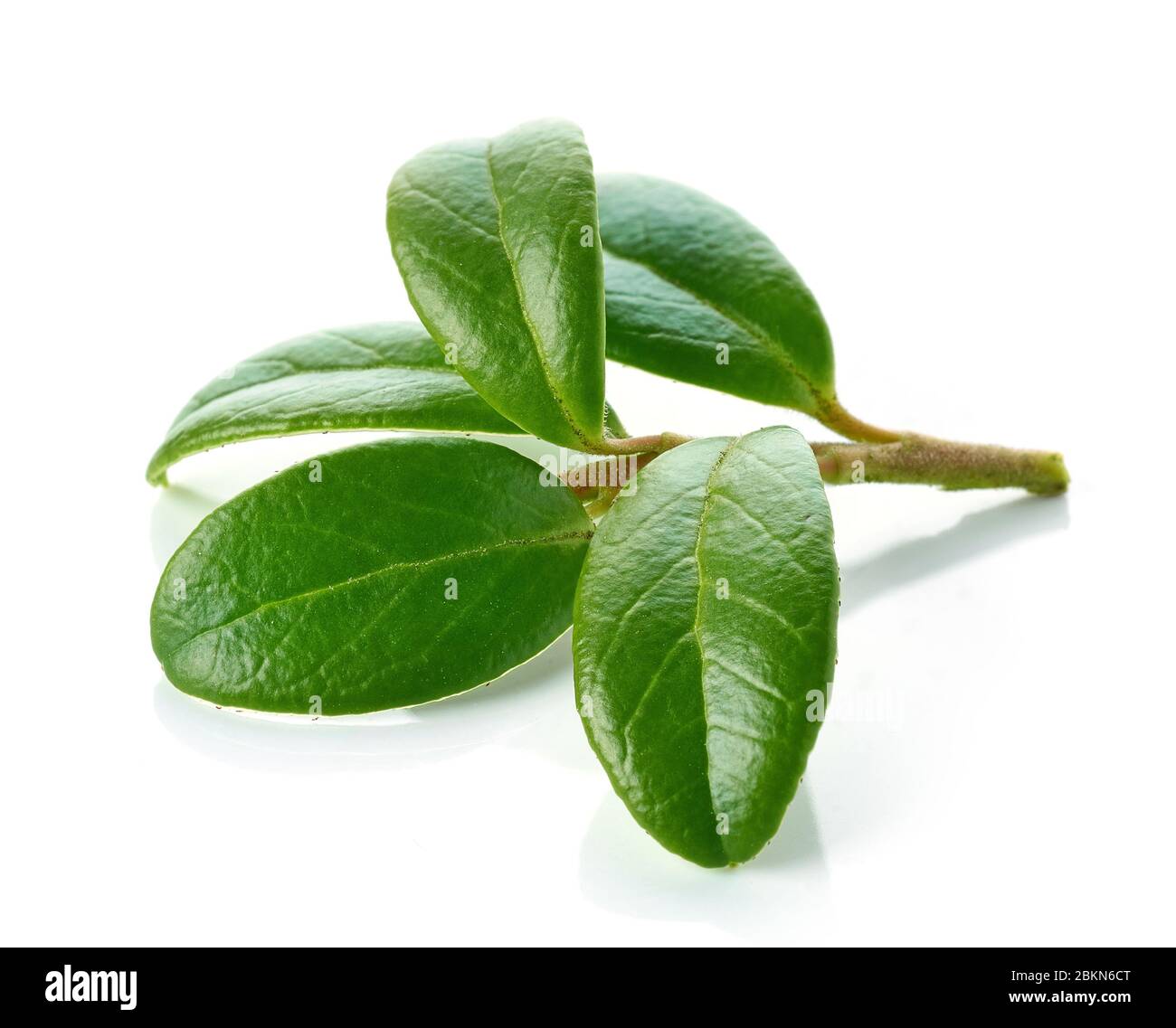 fresh green lingonberry leaves isolated on white background Stock Photo