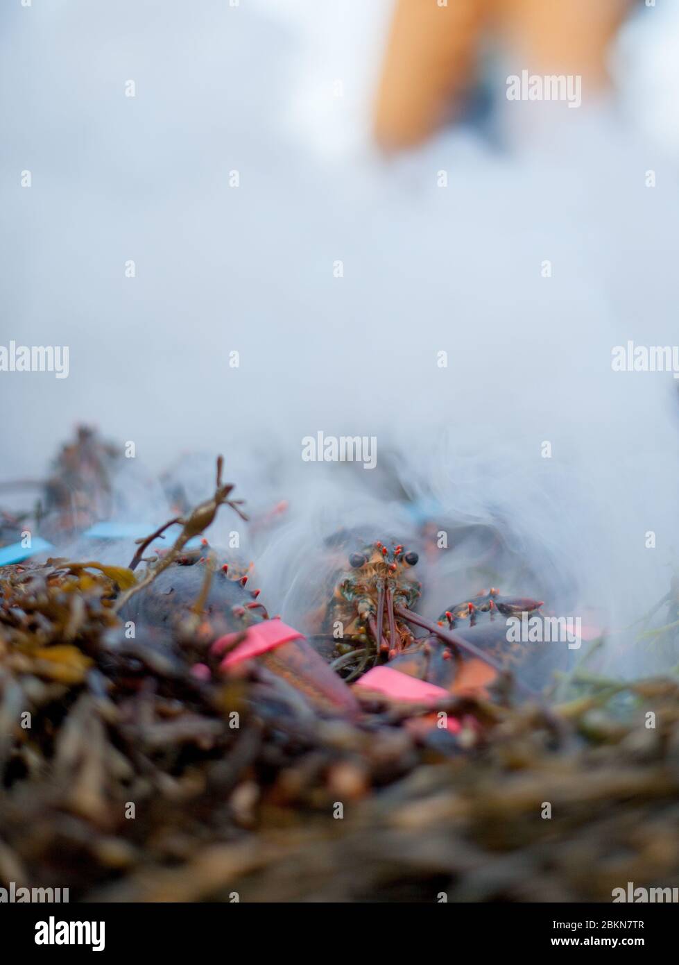 A Maine red lobster, with its claws bound by rubber bands, sits on a pile of seaweed in preparation for being steamed at a lobster bake, Maine, USA Stock Photo