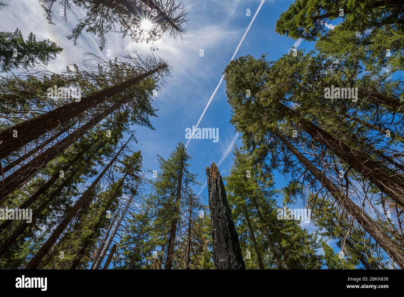 View of burnt out tree stump in Tuolumne Grove Trail, Yosemite National