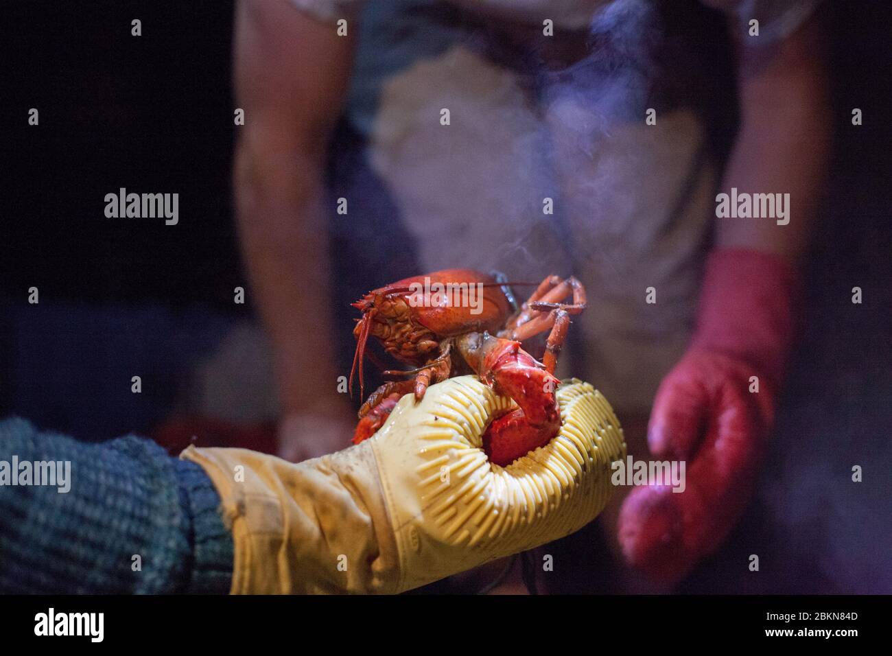 A man holds a freshly-steamed lobster in a rubber oven mitt, as steam rises from the lobster and another person waits with a mitt nearby, Maine, USA Stock Photo