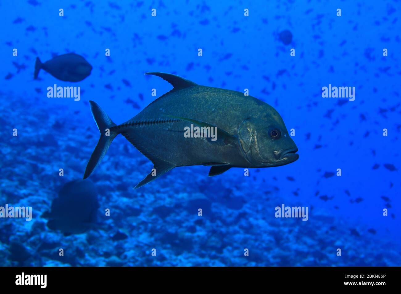 Black jack trevally fish (Caranx lugubris) underwater in tropical waters of the Indian Ocean Stock Photo
