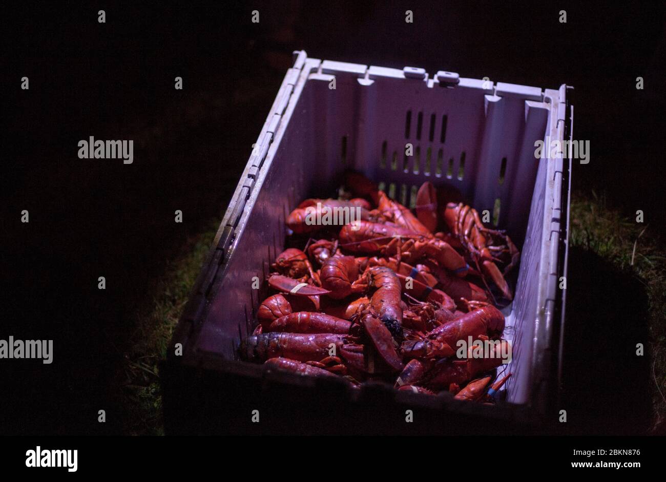 Lobster