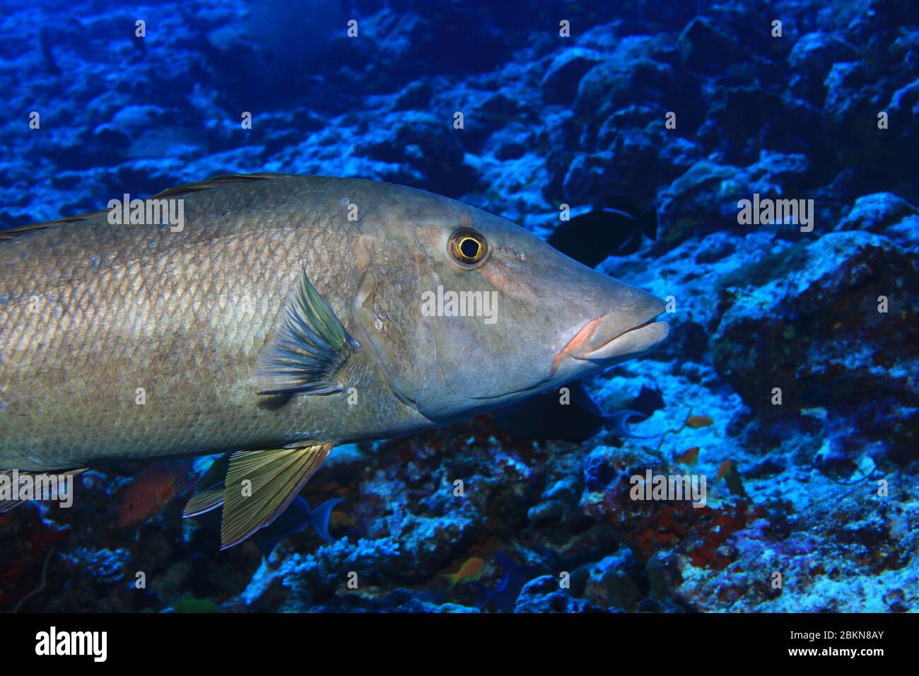 Longface emperor fish (Lethrinus olivaceus) underwater in the coral reef of the Indian Ocean Stock Photo