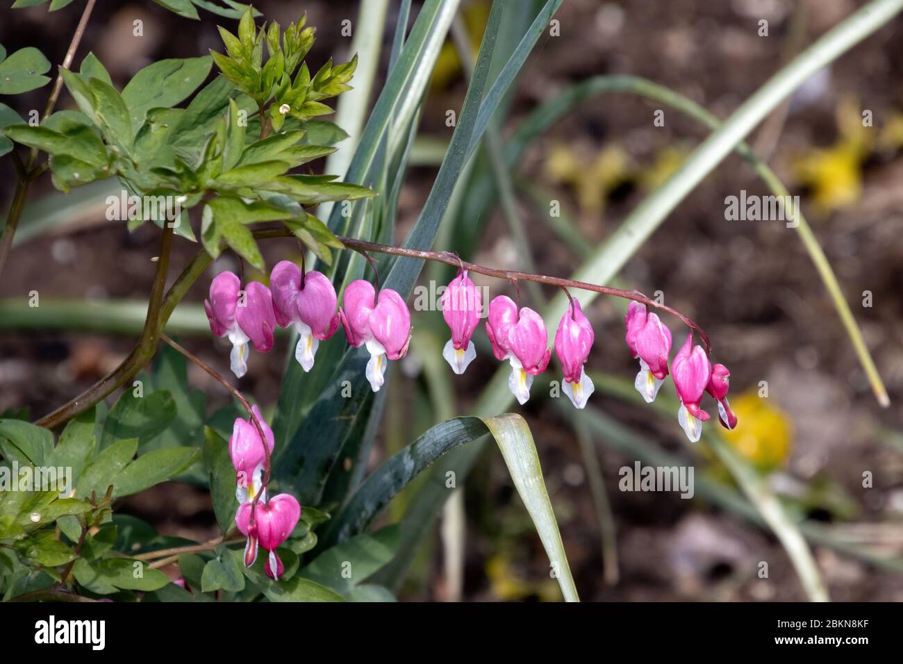 Lamprocapnos spectabilis. Bleeding heart flowers flowering in springtime Stock Photo