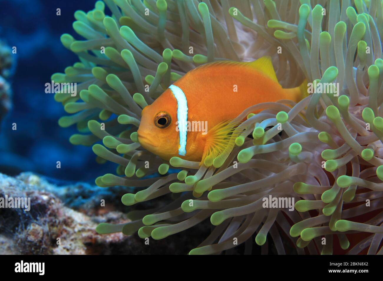 Maldive anemonefish (Amphiprion nigripes) and sea anemone underwater in the Indian Ocean Stock Photo