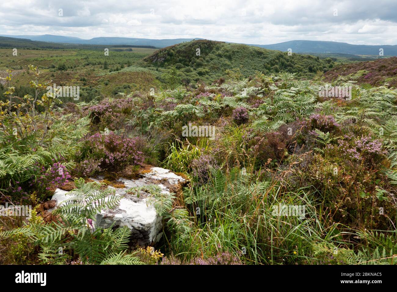 Viewpoint from Little Dog Hill in Big Dog Forest , Co. Fermanagh, Northern Ireland Stock Photo