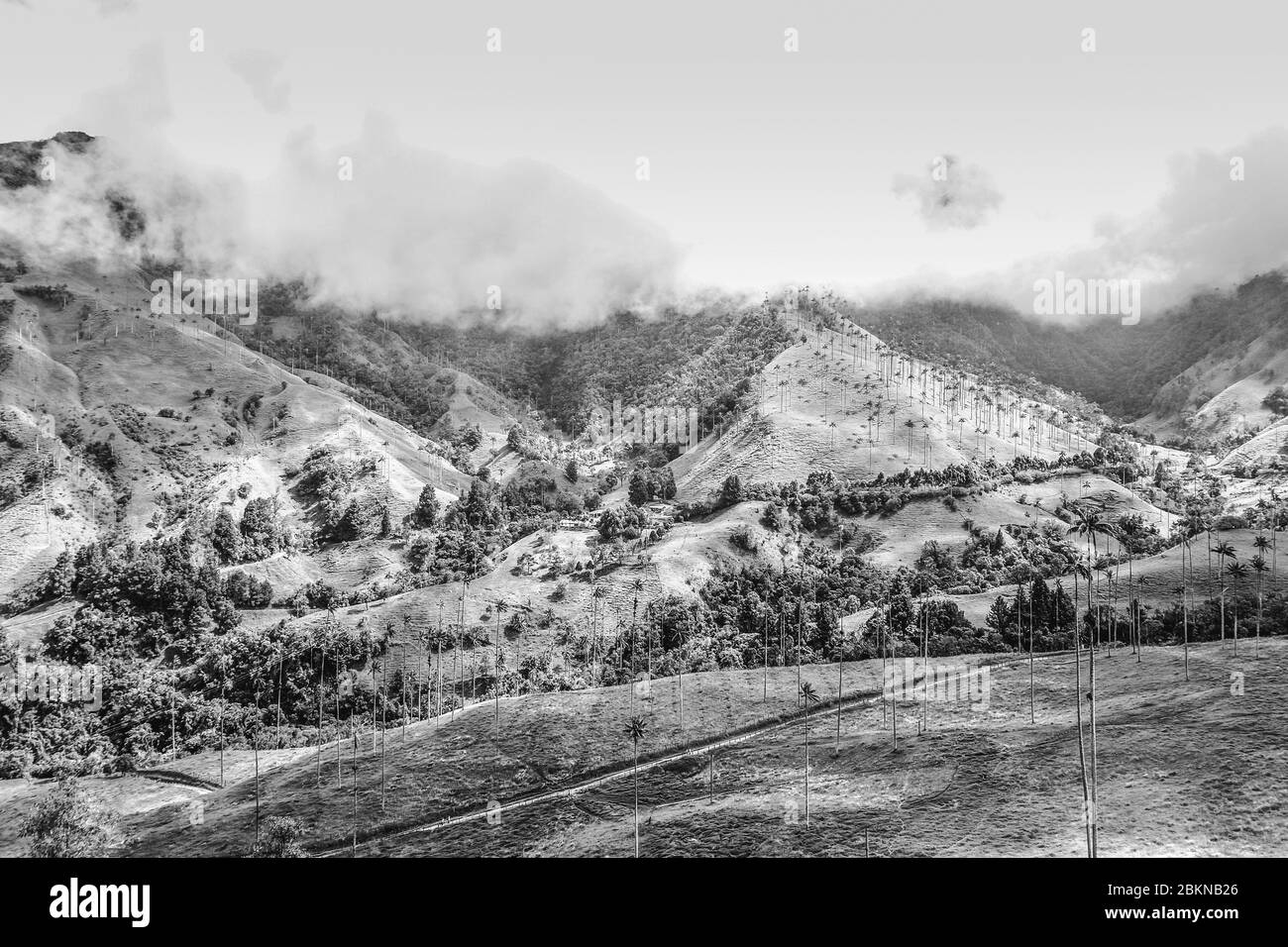 View of a palm loaded valley on a plateau in Colombia Stock Photo