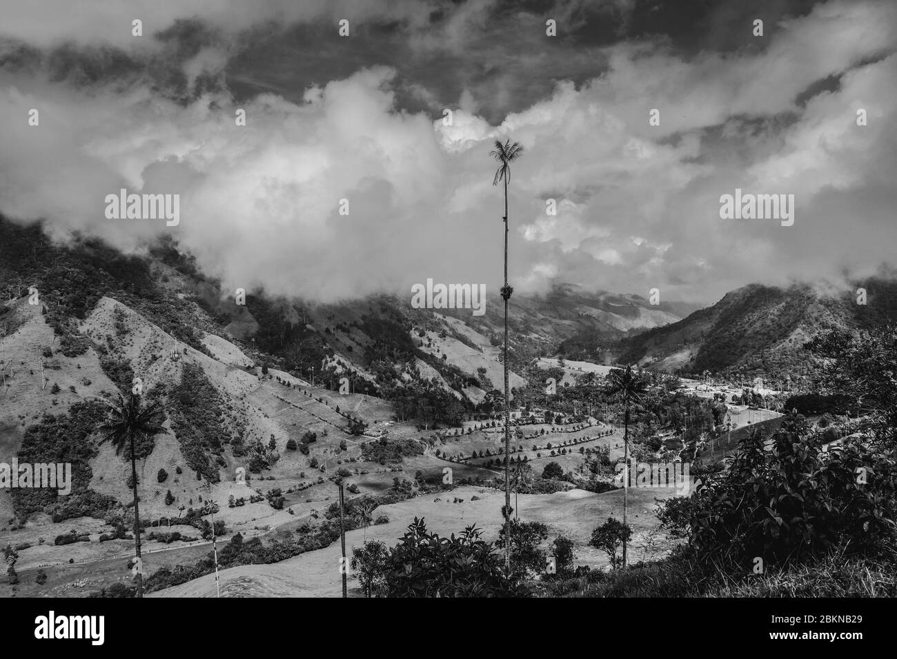View of a palm loaded valley on a plateau in Colombia Stock Photo