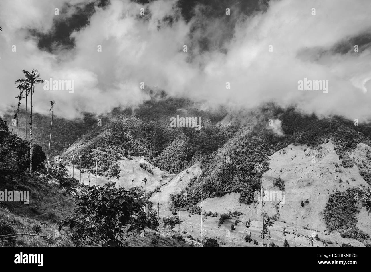 View of a palm loaded valley on a plateau in Colombia Stock Photo