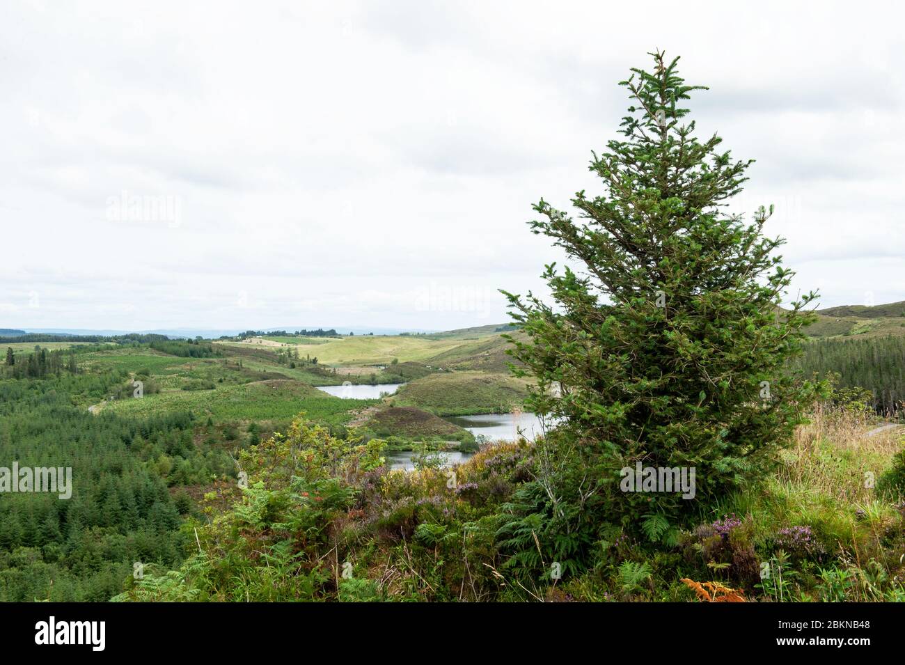 Loug Nabricboy lake in Big Dog Forest , Co. Fermanagh, Northern Ireland Stock Photo