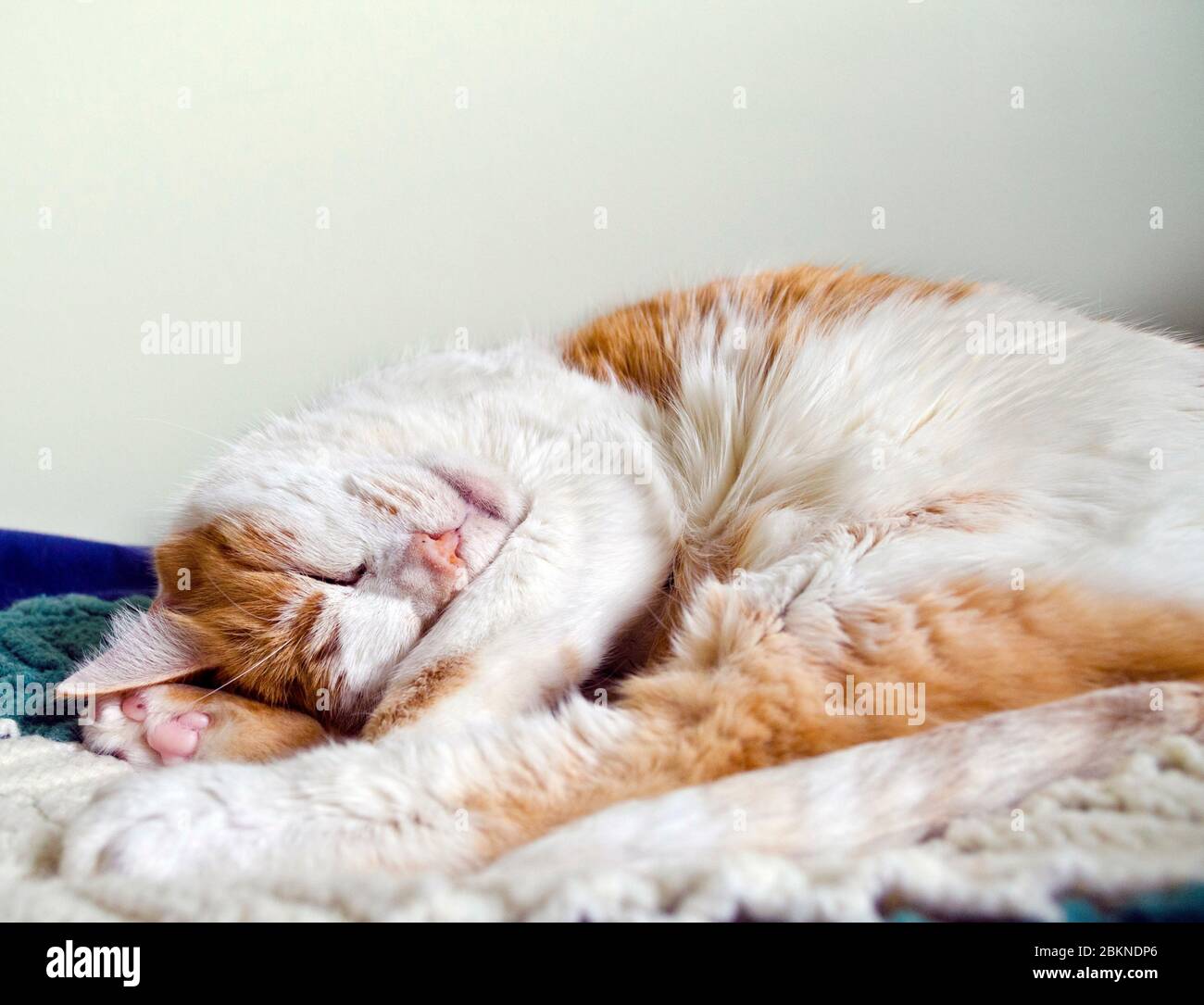 Sweet orange and white cat curled up sleeping on a bed. Orange and ...
