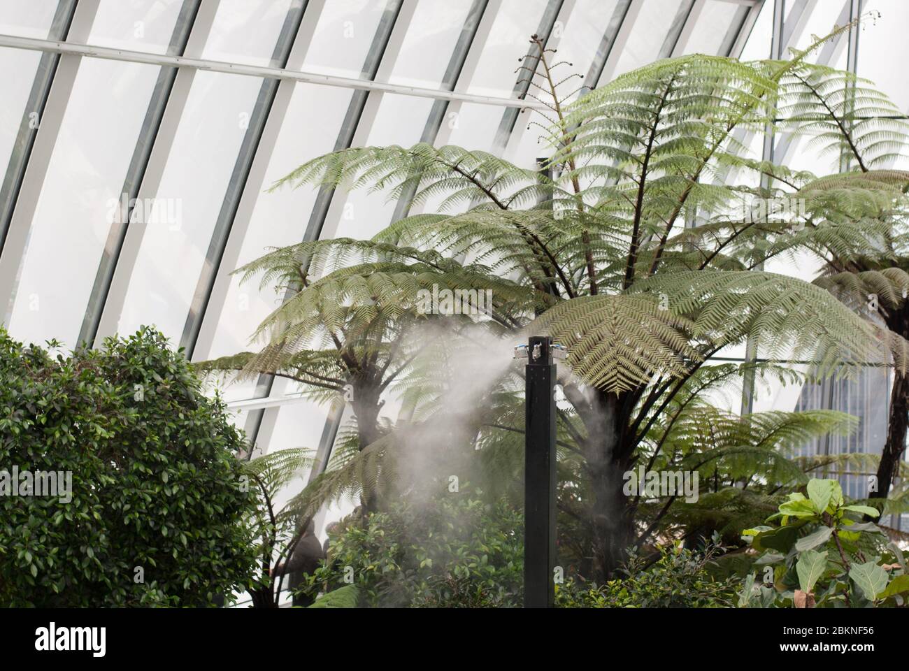 Palm Palms Tree Mist Sprinkler Sprinklers System Sky Garden 20 Fenchurch St, Bridge, London EC3M 8AQ Stock Photo