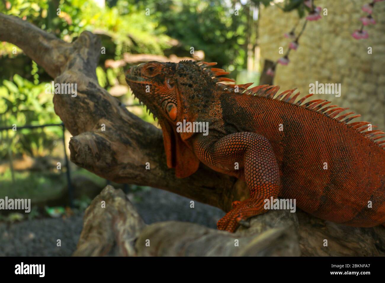 Side view of Red Iguana's head. Red Iguana climbing up tree. Macro ...