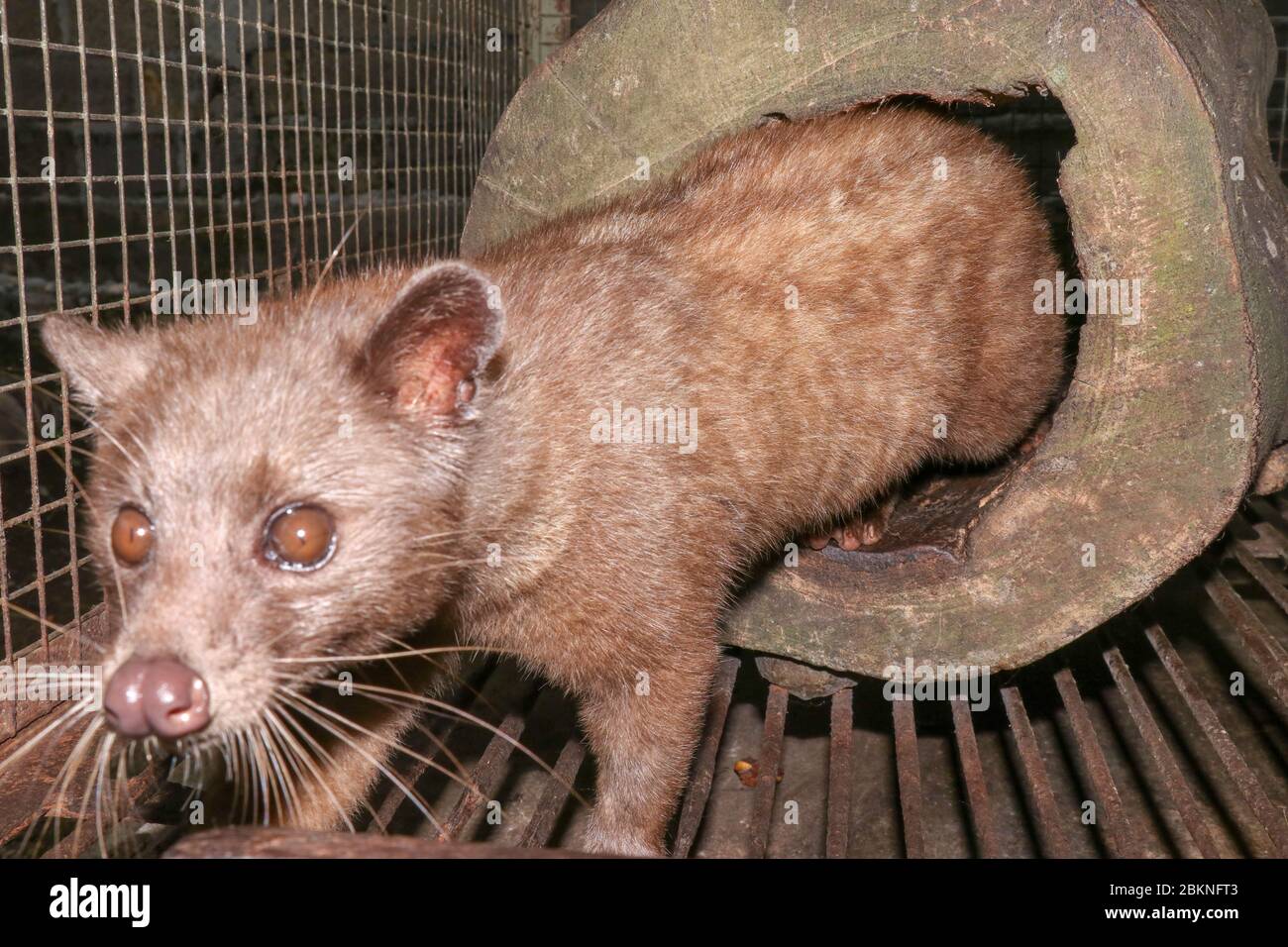 Asian Palm Civet - The animal used for the production of expensive coffee  Kopi Luwak. Portrait of nocturnal animals Small-toothed palm civet  Arctogali Stock Photo - Alamy