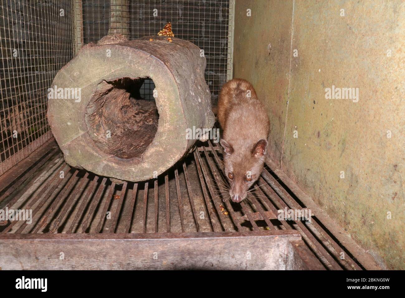 Palm Civet walks the cage. Asian Palm Civet - The animal used for the ...