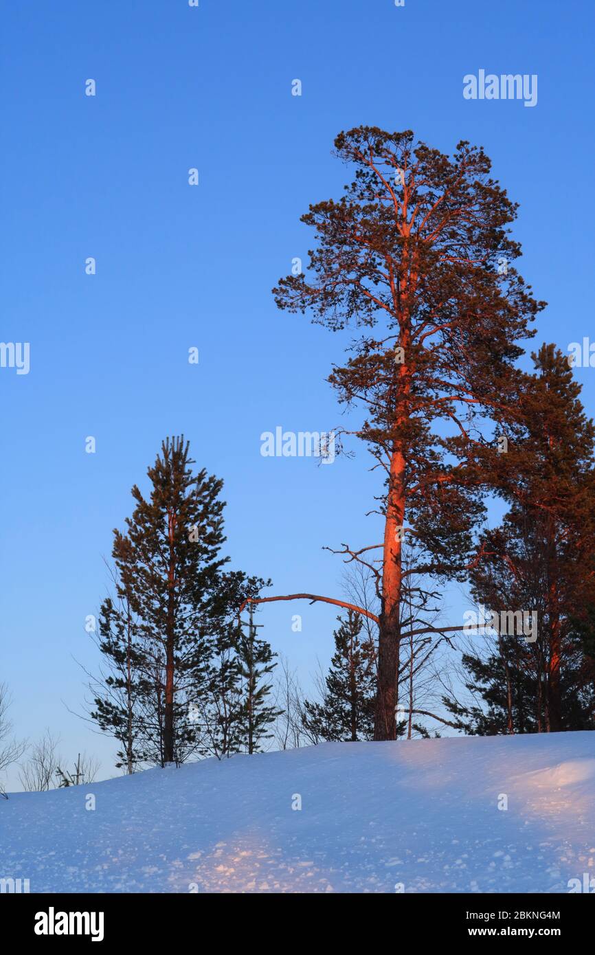 Pine trees in an arctic landscape in Finland at sunset with snow on the