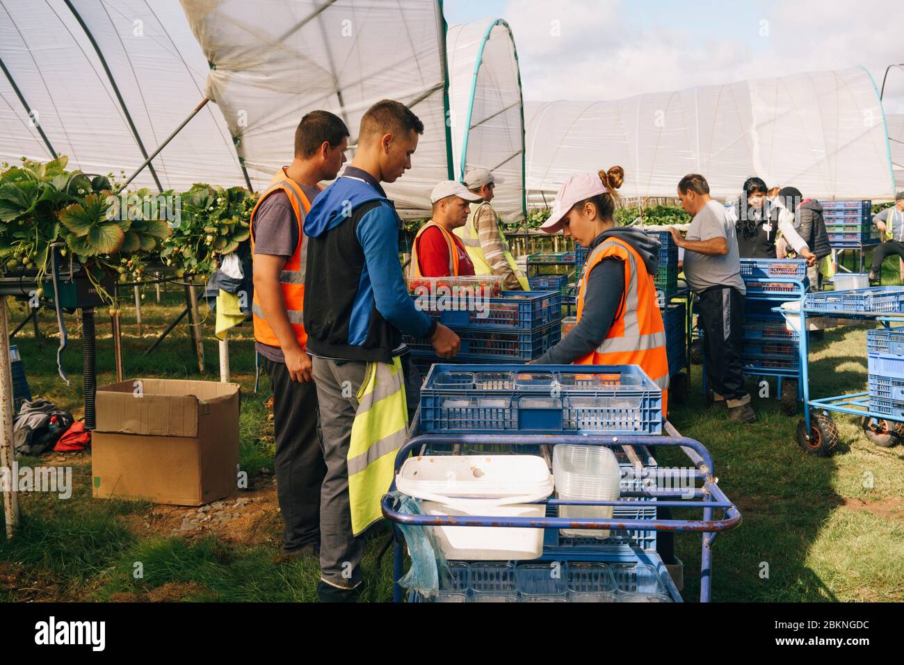 European migrant workers pick strawberries on a large commercial farm, which supplies British supermarkets. Stock Photo