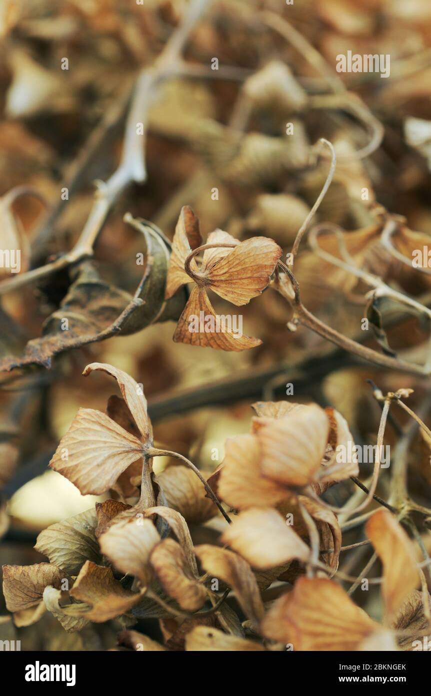 dried Hydrangea flower in winter Stock Photo