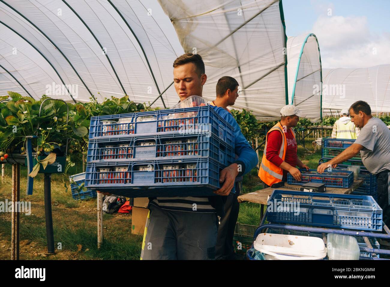 European migrant workers pick strawberries on a large commercial farm, which supplies British supermarkets. Stock Photo