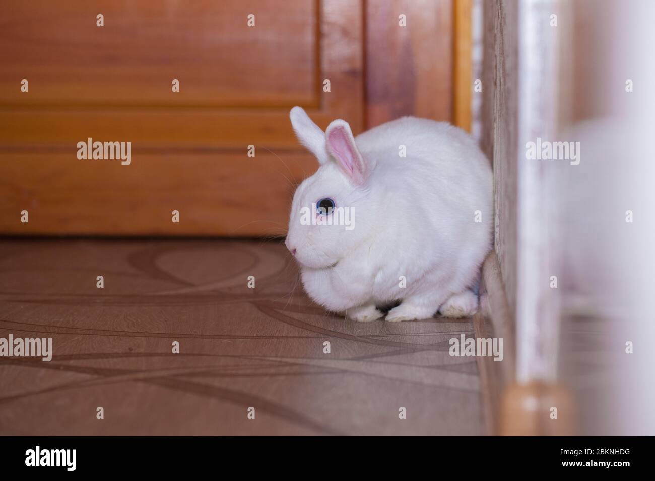 white rabbits with long ears. Rabbit couple Stock Photo - Alamy