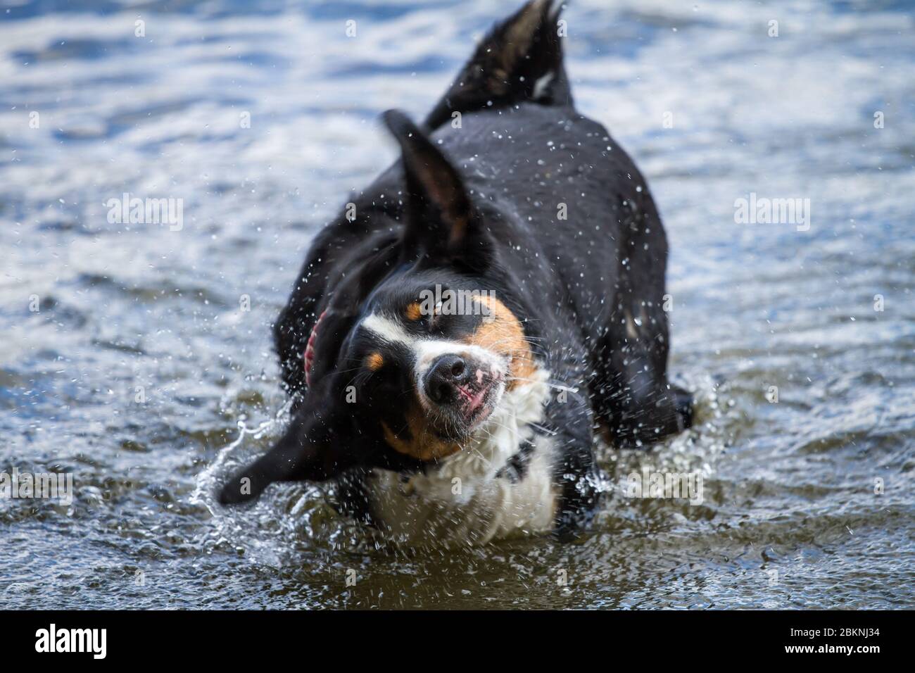 Appenzell Mountain Dog shaking off water Stock Photo