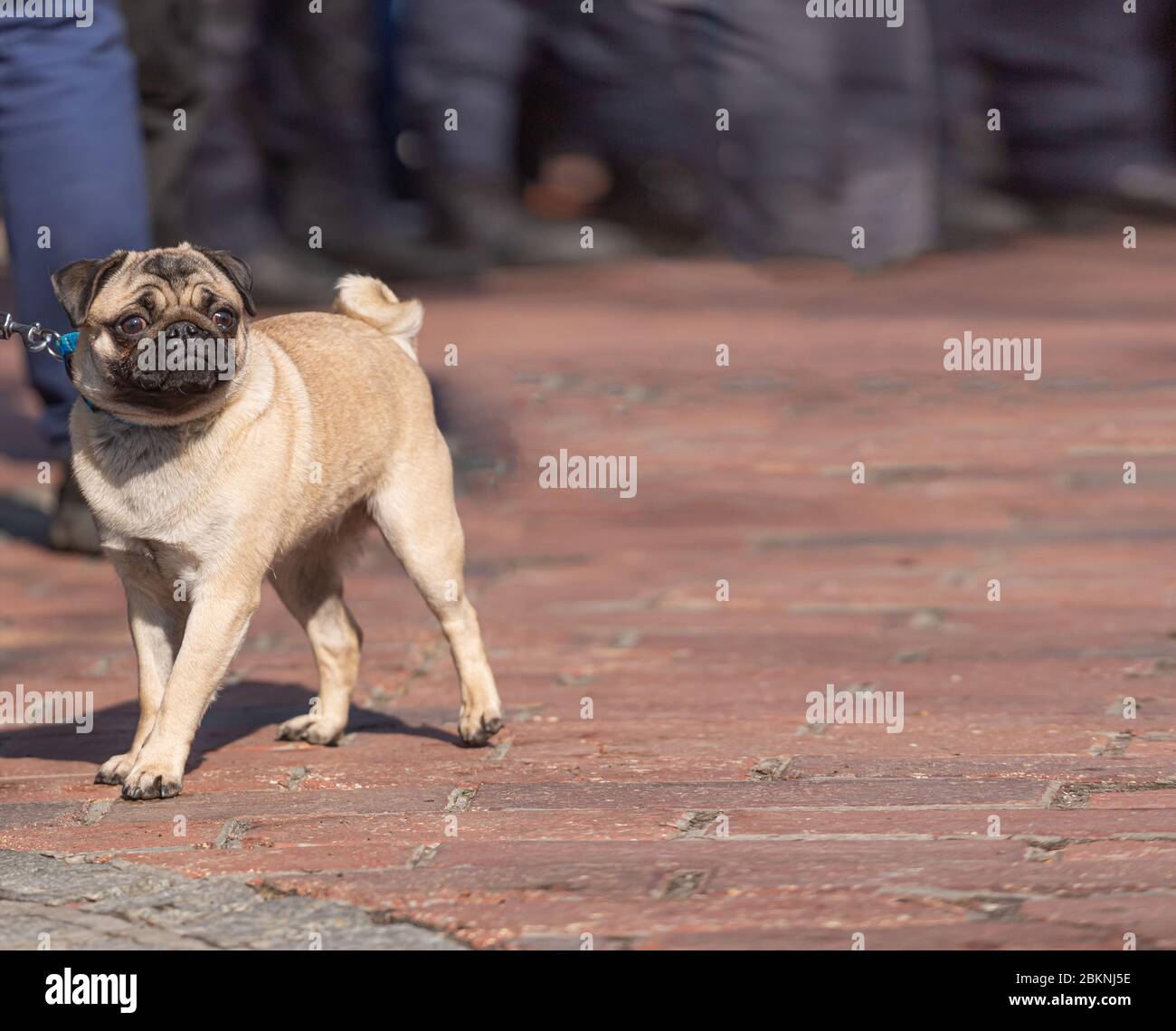 dog pug, rescue charity, dog leash, blank empty, leather leash, leather leash, breed, pug puppies, cute pug Stock Photo