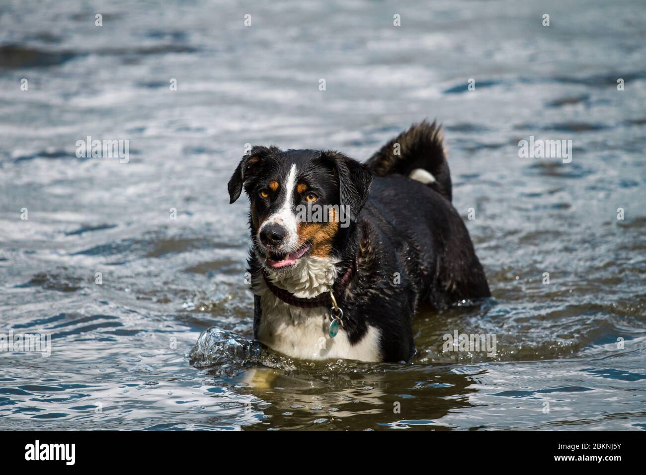Appenzell Mountain Dog in the water Stock Photo