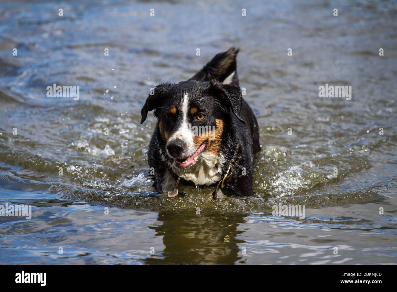 Appenzell Mountain Dog in the water Stock Photo