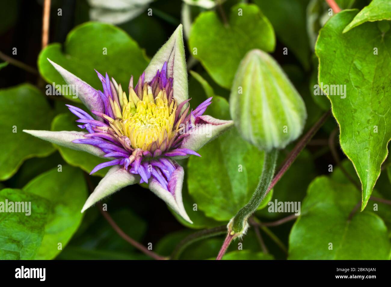 Clematis ‘Crystal Fountain’ Stock Photo