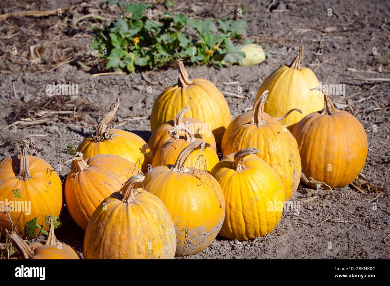 a lot of ripe pumpkins in the garden Stock Photo - Alamy
