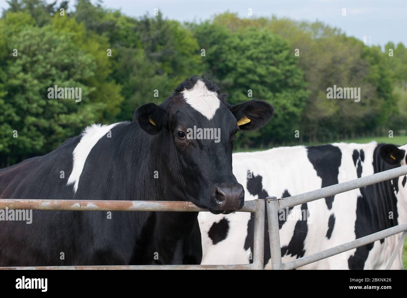 Holstein Friesian cattle Stock Photo - Alamy
