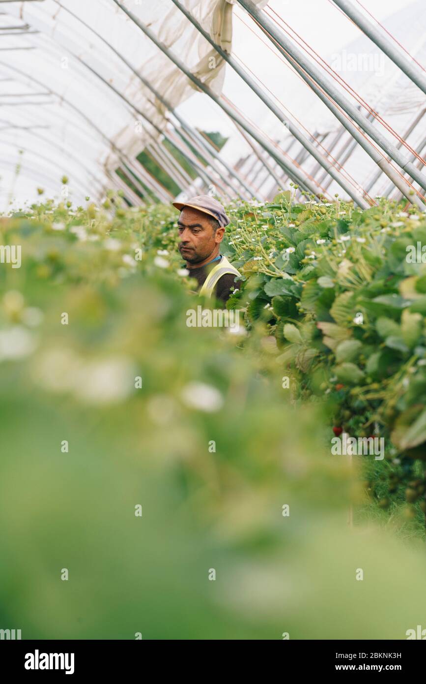 European migrant workers pick strawberries on a large commercial farm, which supplies British supermarkets. Stock Photo