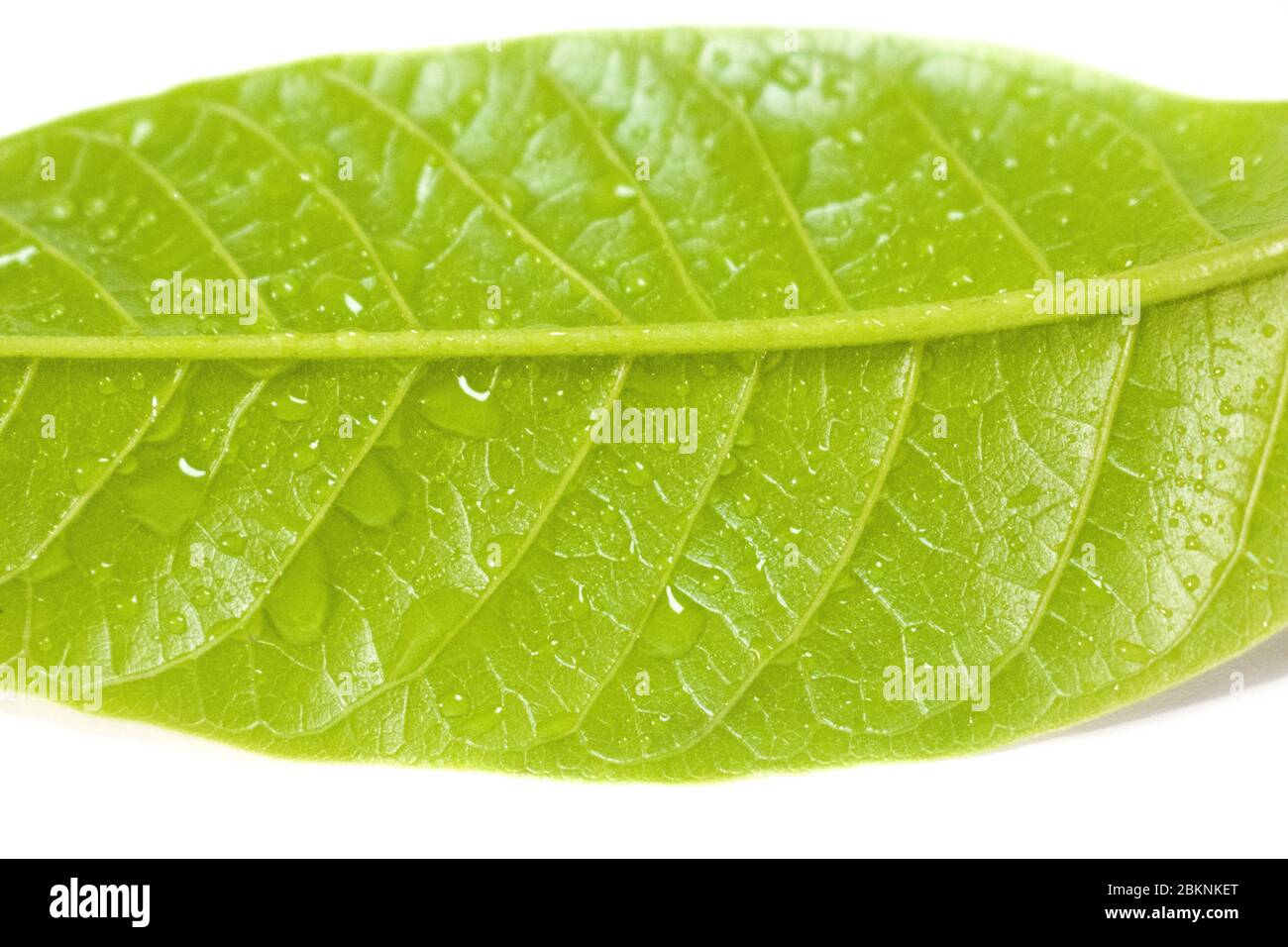 A leaf (plural leaves) is a dorsiventrally flattened organ of a vascular plant and is the principal lateral appendage of the stem Stock Photo
