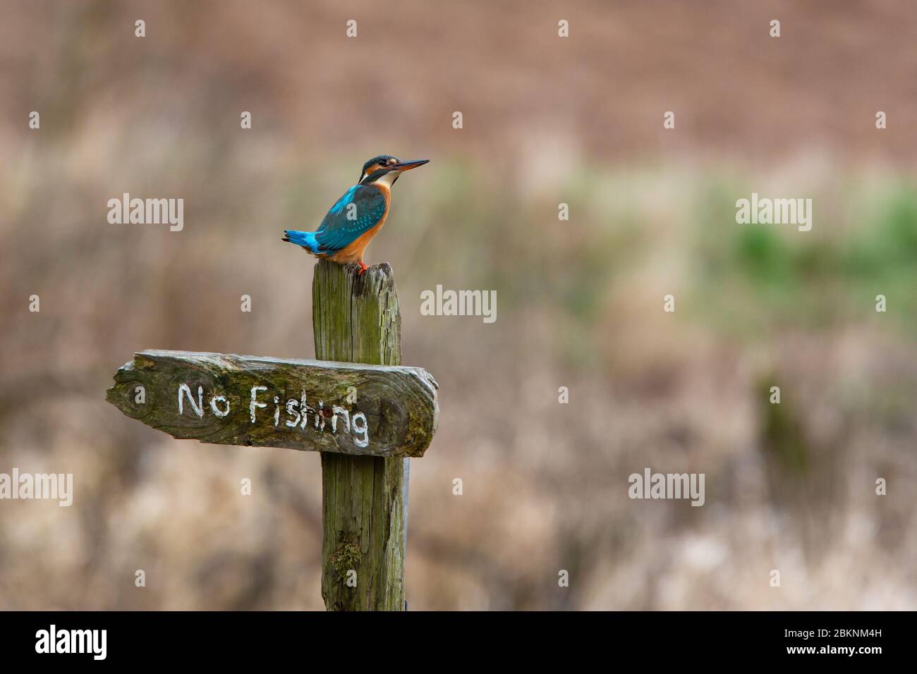 kingfisher, female  [ Alcedo atthis ] on no fishing sign Stock Photo