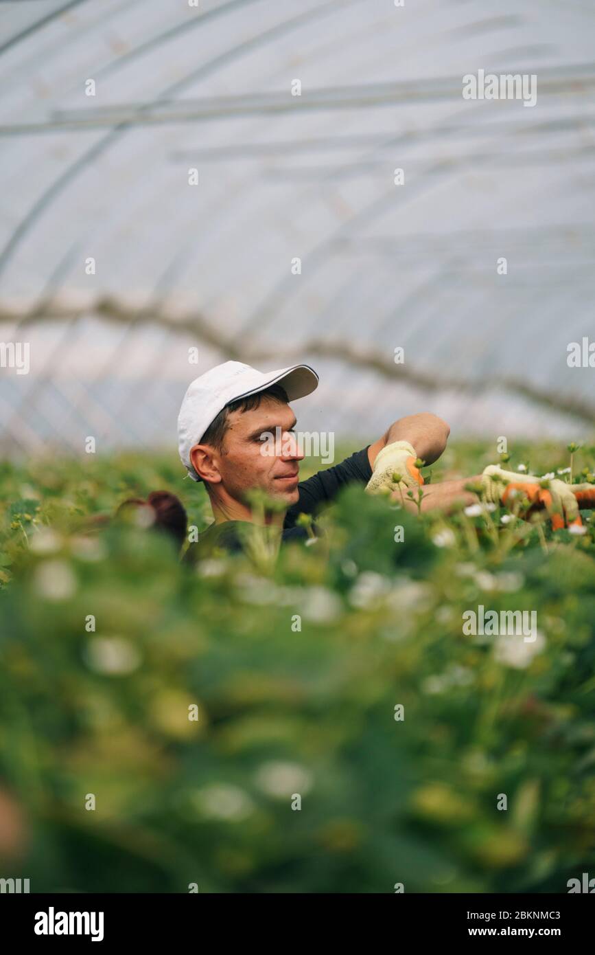 European migrant workers pick strawberries on a large commercial farm, which supplies British supermarkets. Stock Photo