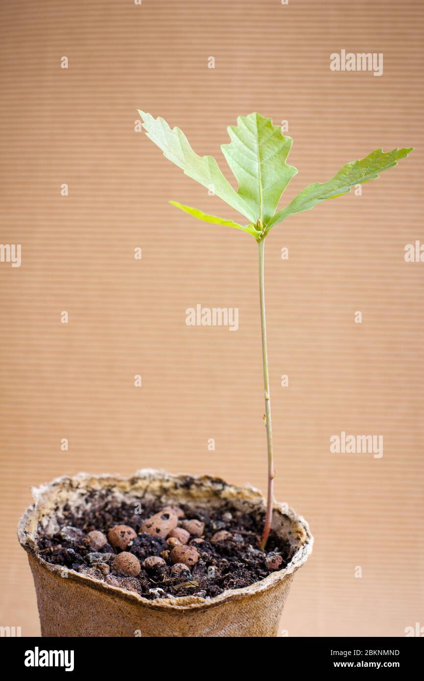 Sapling oak tree pot hi-res stock photography and images - Alamy