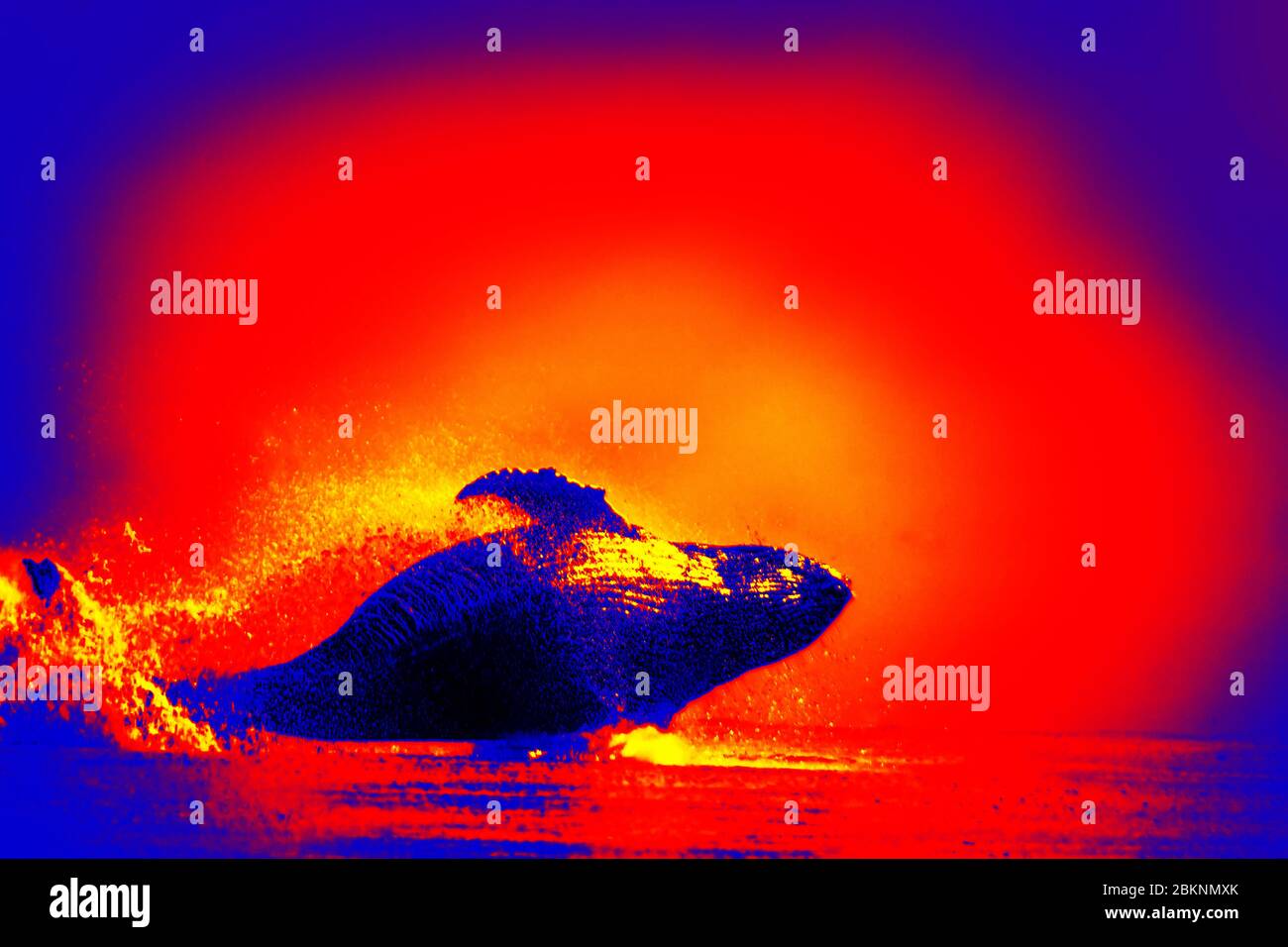 Sea whale in scientific high-tech thermal imager on black background isolated Stock Photo
