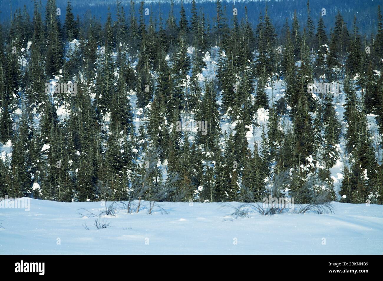 Dark coniferous forests (boreal coniferous forest). Dense marshy forest in Siberia. Siberian taiga in winter. Top view on snow-covered spruce forest, Stock Photo