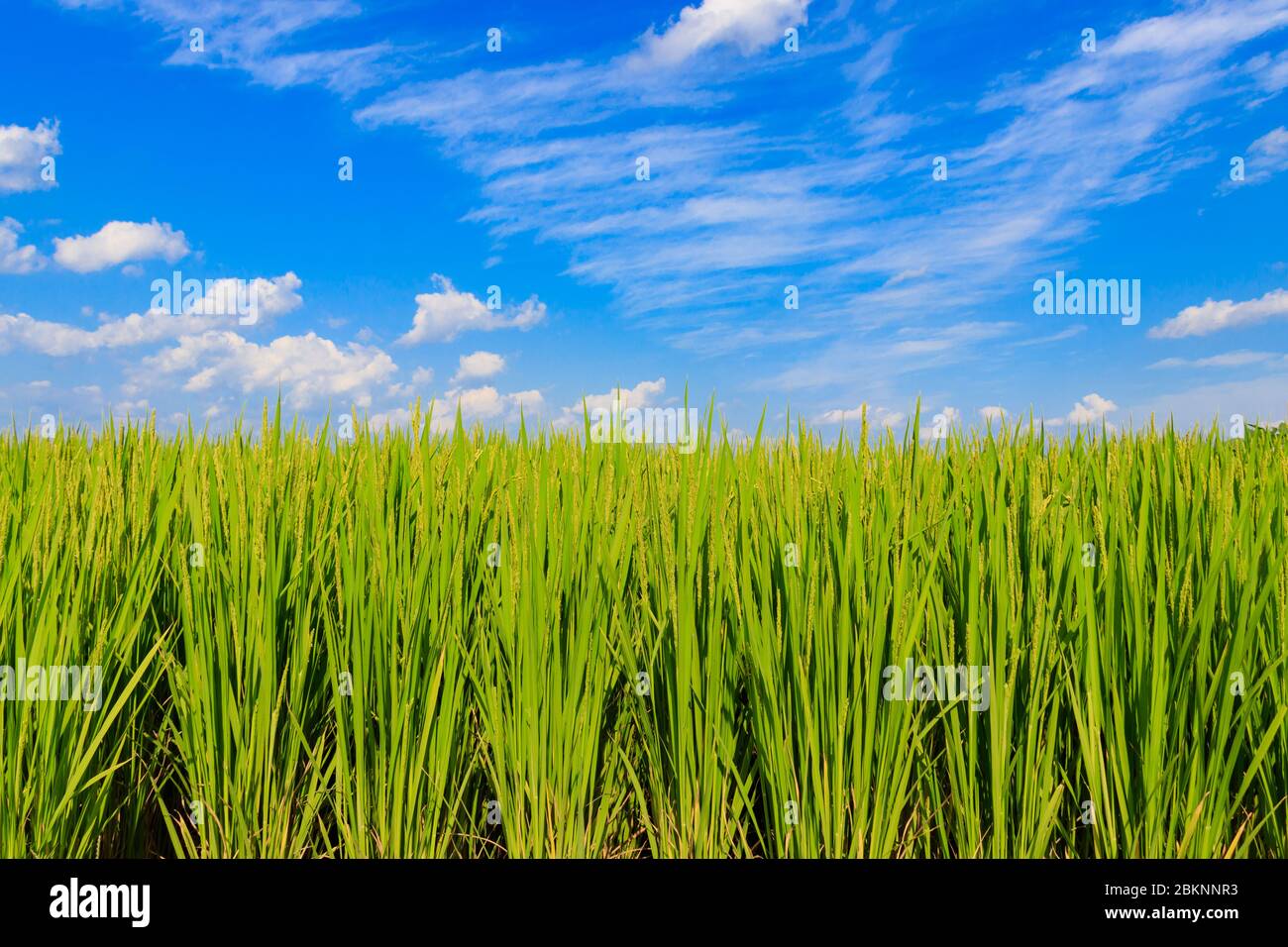 Korean traditional rice farming. Korean rice farming scenery. Korean rice paddies. Rice field and the sky in Ganghwa-do, Incheon, South Korea. Stock Photo