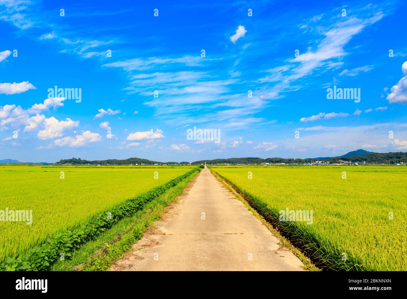 Korean traditional rice farming. Korean rice farming scenery. Korean