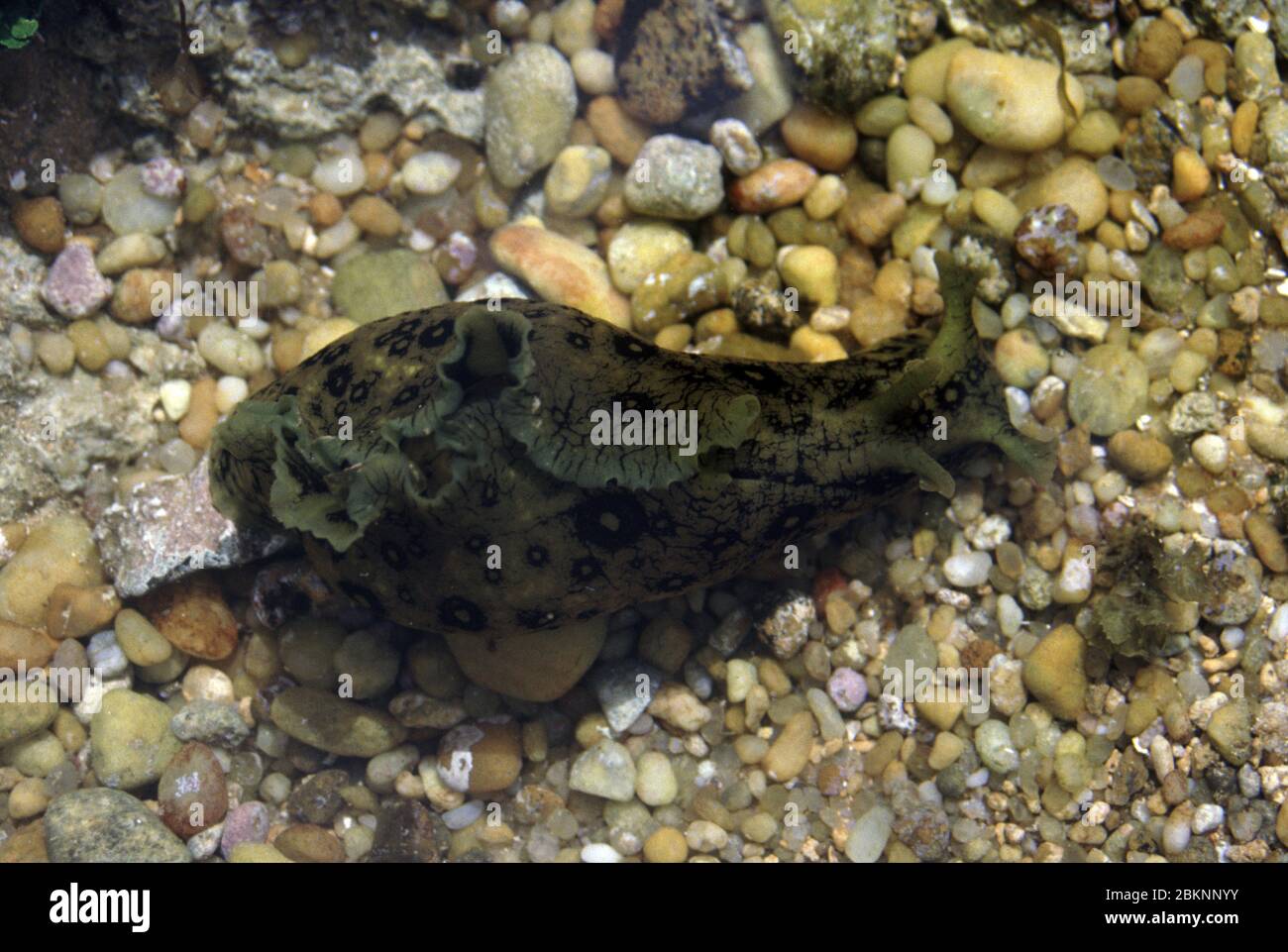 Spotted or Ring sea hare, Aplysia dactylomela Stock Photo