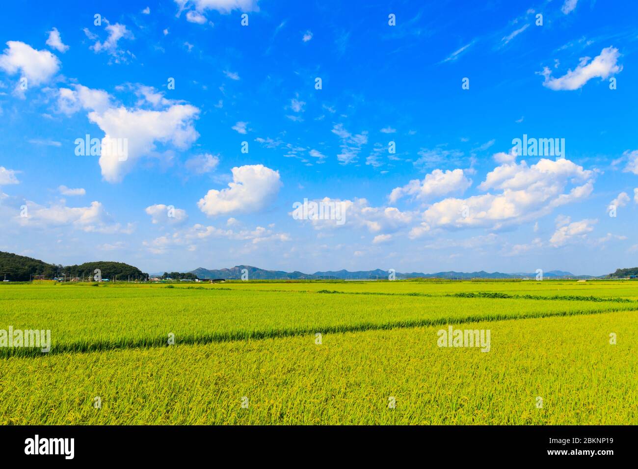 Korean traditional rice farming. Korean rice farming scenery. Korean