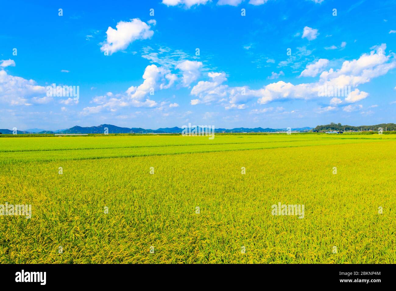 Korean traditional rice farming. Korean rice farming scenery. Korean rice paddies. Rice field and the sky in Ganghwa-do, Incheon, South Korea. Stock Photo