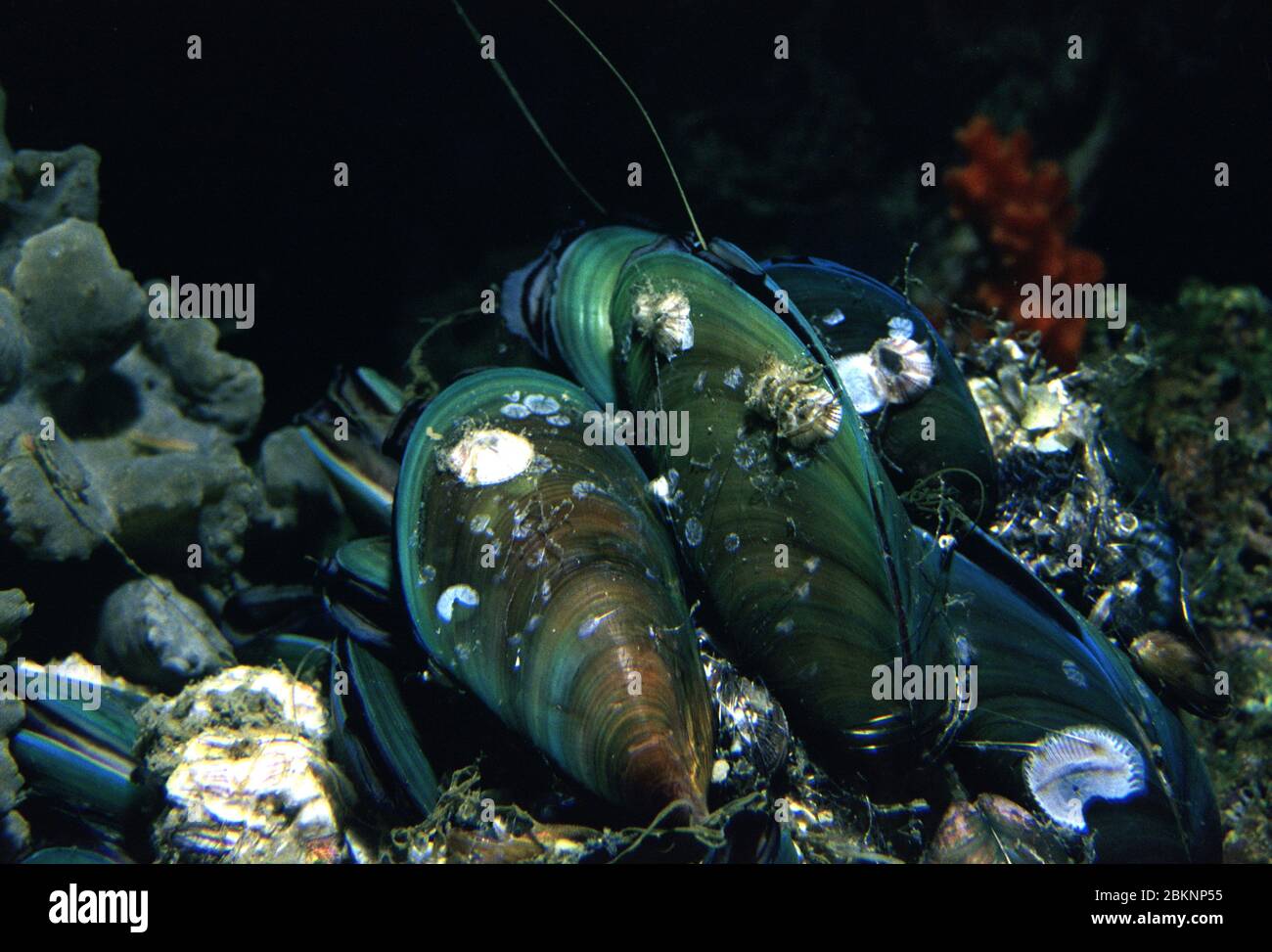 Asian green mussel, Perna viridis Stock Photo - Alamy