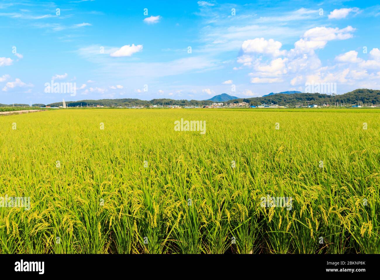 Korean traditional rice farming. Korean rice farming scenery. Korean rice paddies. Rice field and the sky in Ganghwa-do, Incheon, South Korea. Stock Photo
