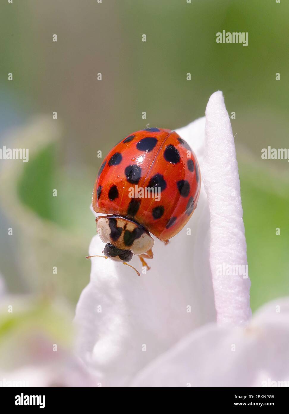 Harlequin or Asian ladybeetle (Harmonia axyridis), an asiatic species now invasive in many parts of the world Stock Photo