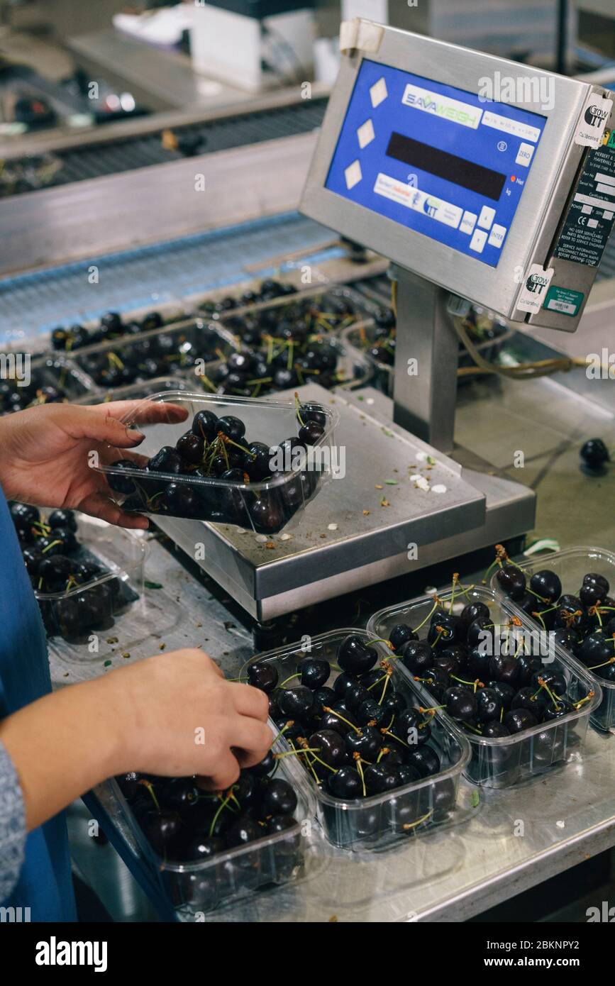 European seasonal workers on the packing line of a commercial farm in