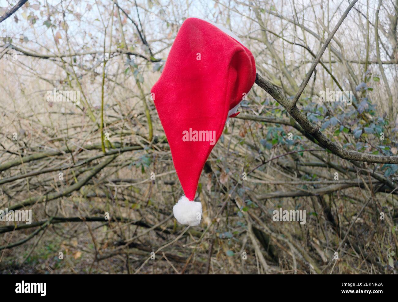Santa Claus cap hanging on twig Stock Photo