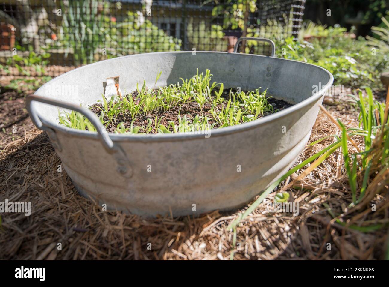 Spinach Lazio F1 (Spinacia Oleracea) seedlings growing, protected from snails in a converted old baby's bath in a vegetable patch in Sydney, Australia Stock Photo